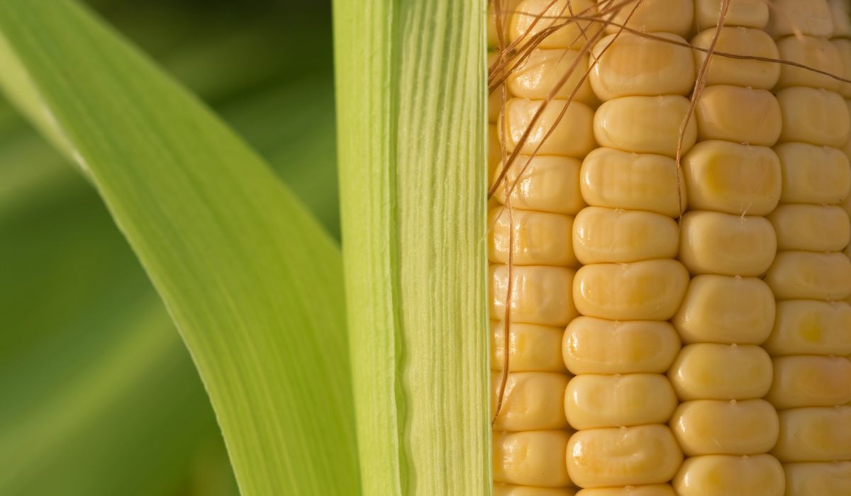 Kukurydza i jej "wąsy" - Pyszności; foto: Canva