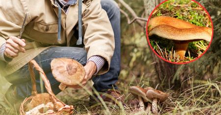 Wybitny znawca grzybów zmarł w męczarniach. Zjadł okaz, po który niektórzy wciąż sięgają