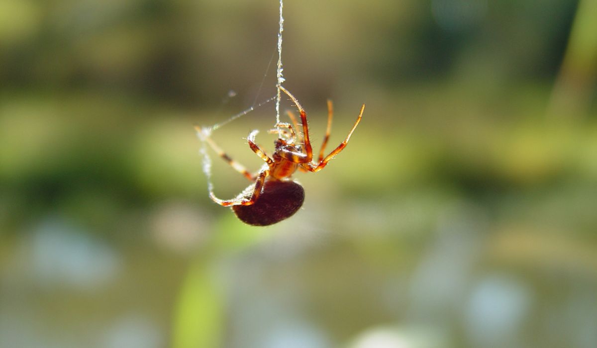 Spiders in the house are a real torment - Delights; photo: Canva