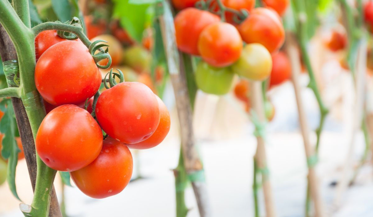 Pomidory i ich właściwości - Pyszności; foto: Canva
