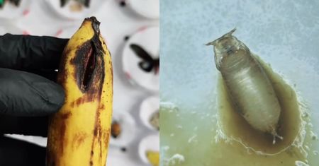 Pokazał zepsutego banana pod mikroskopem. "Straszne. Już nigdy więcej nawet nie tknę"