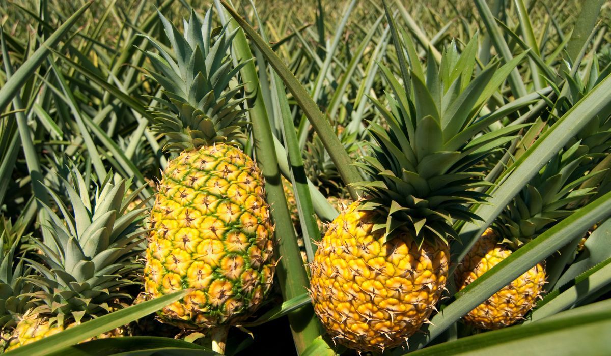 Ananas rośnie w tropikach - Pyszności; foto: Canva