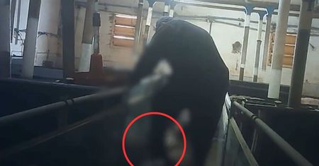 Świnie na tej fermie przechodziły katusze. Ujawniono bulwersujące nagrania