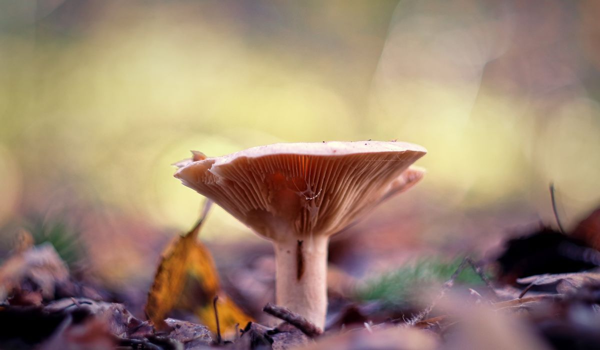 Olszówka przez wiele lat była uznawana za grzyb jadalny - Pyszności; foto: Canva