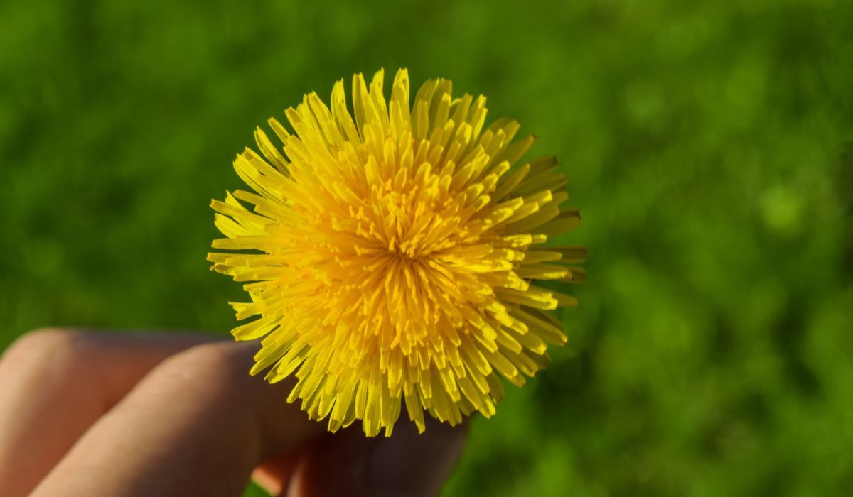 syrop z mniszka - Pyszności; foto: Canva