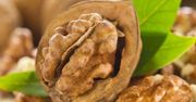Orzechy włoskie zapobiegają rozwojowi choroby Alzheimera