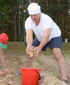 Łukaszenka na zbiorach ziemniaków