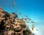 Reef Encounters - na rafie koralowej można nieźle zarobić
