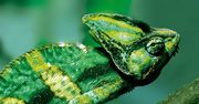 SUSE kGraft — poprawki w jądrze bez konieczności ponownego uruchamiania