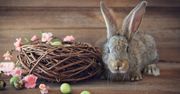 Aplikacje na Wielkanoc: z nimi ugotujesz, wyślesz życzenia i świąteczne kartki