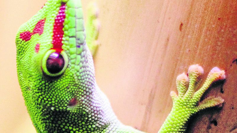 Zwierzęta nawet nie wiedzą jak zacięta wojna toczy się o ich los