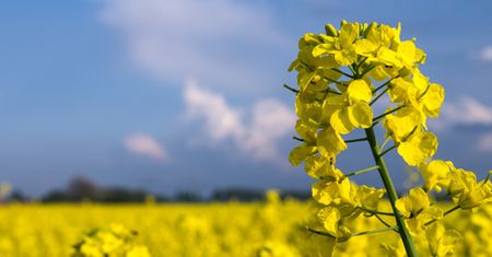 Olej rzepakowy z kampanią marketingową. Unia dała pieniądze