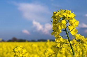 Olej rzepakowy z kampanią marketingową. Unia dała pieniądze