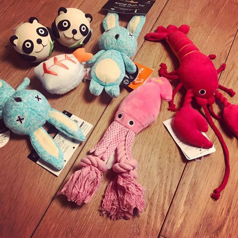 Ola Kwaśniewska przywiozła zabawki dla psów z Japonii