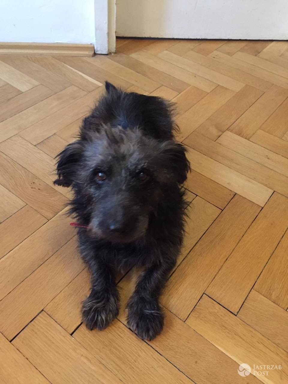 Felek - pies Jana Śpiewaka