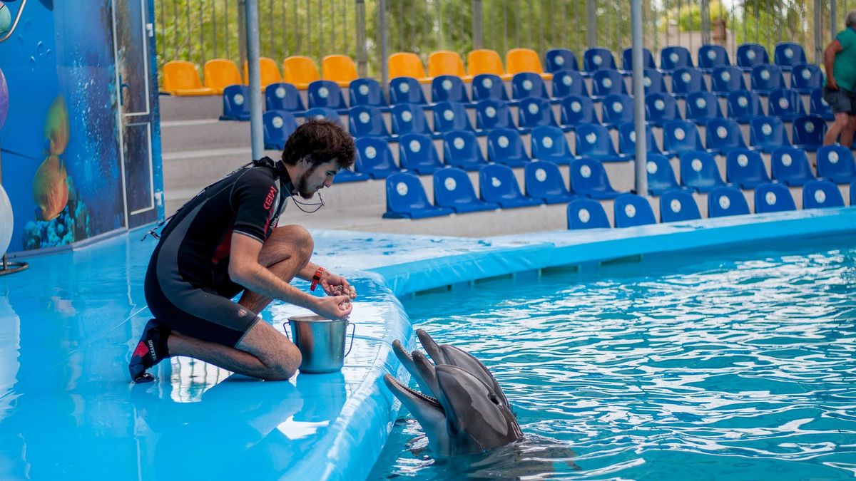 Czy niedługo będziemy mogli rozmawiać z delfinami?