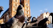 Kraków wprowadzi antykoncepcję dla gołębi. Startuje pilotaż
