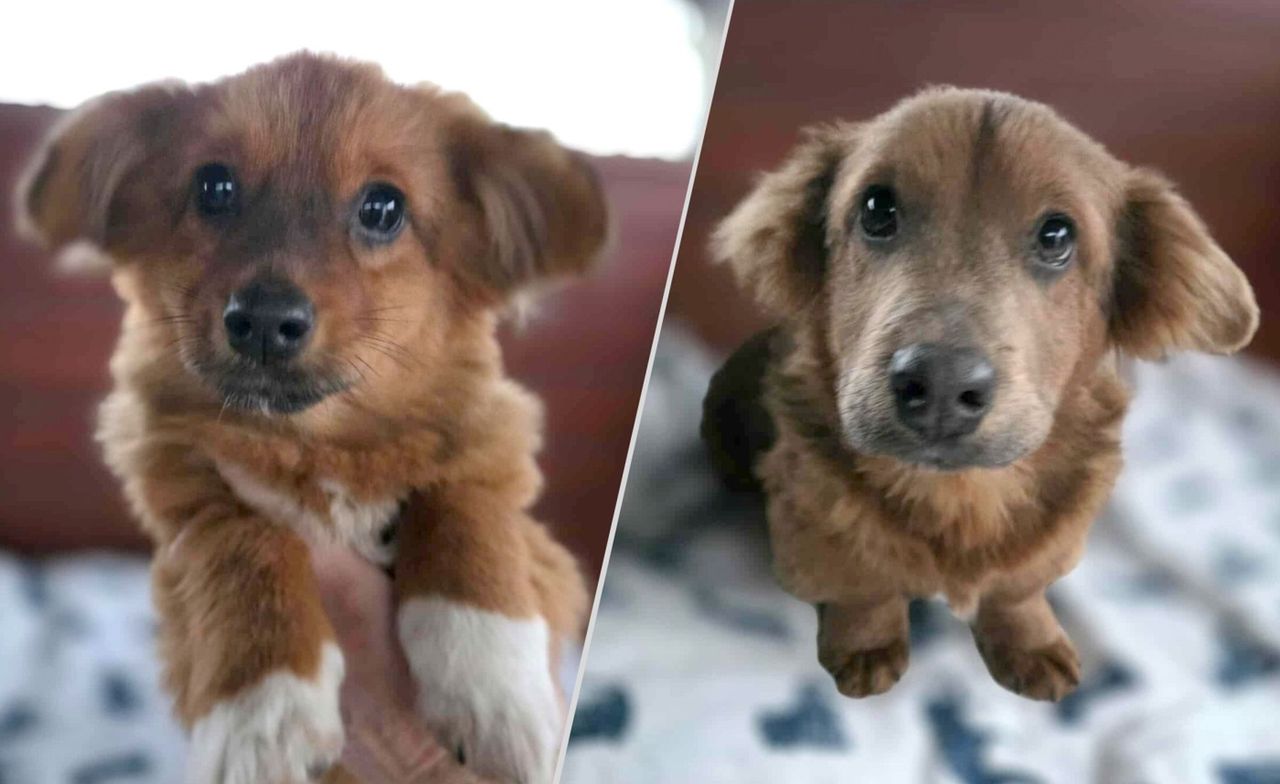 Gorzów: Szczeniaczki trafiły do schroniska. Szukają kochających domów