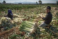 Do pracy przymusowej dochodzi m.in. w rolnictwie. Na zdjęciu syryjscy uchodźcy podczas prac polowych w Turcji, 2016 rok