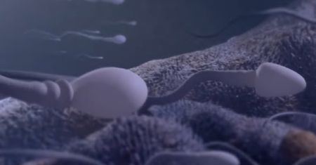 Odkrycie naukowców. Plemniki poruszają się inaczej, niż sądziliśmy [Zobacz wideo]