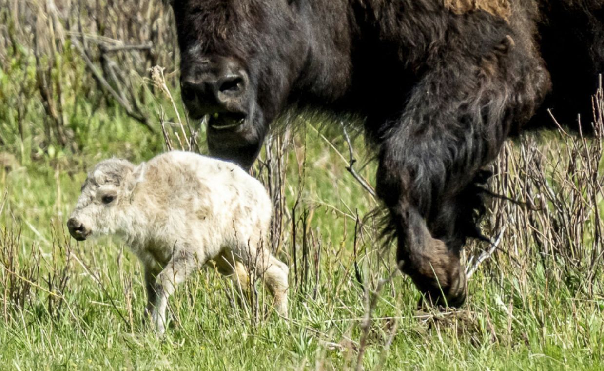 Rare white bison birth in Yellowstone hailed as prophetic sign