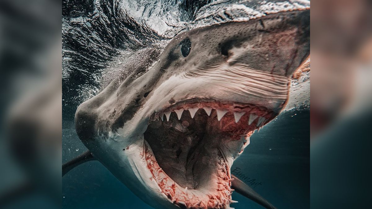 To jak otrzeć się o śmierć. Zobacz zdjęcia szczęk rekinów z bardzo małej odległości 1