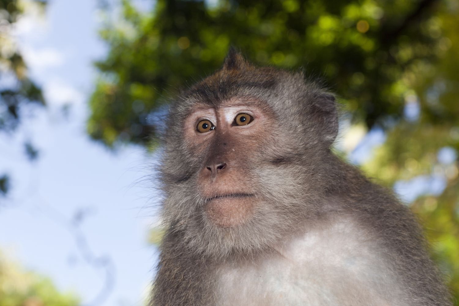 Małpa uciekła z próbkami do badań nad COVID-19. Wcześniej zaatakowała pracownika laboratorium