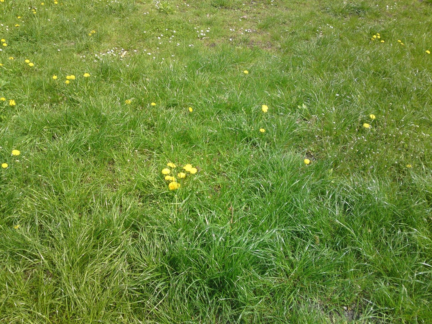 Sony Ericsson Satio - test 21