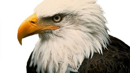 Niebawem dwurdzeniowe układy Texas Instruments i zupełnie nowe układy Eagle 1