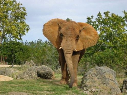 Słonie w Kenii wysyłają SMS-y