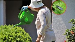 Leń św. Marka atakuje Polaków. Bywa mylony z latającym kleszczem