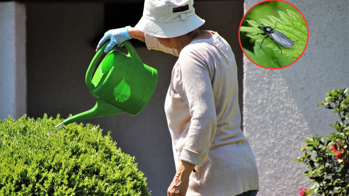 Leń marcowy już pojawił się w lasach, parkach i ogrodach