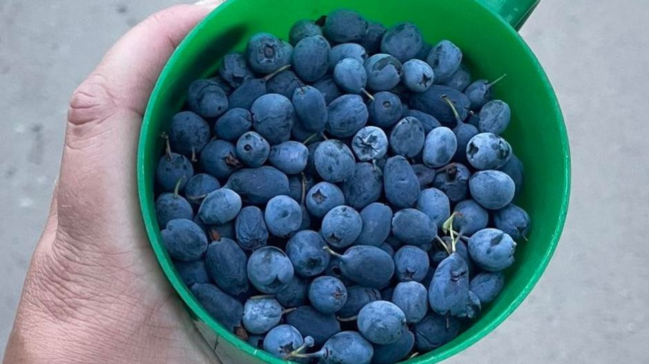 Borówka bagienna ma mnóstwo właściwości zdrowotnych