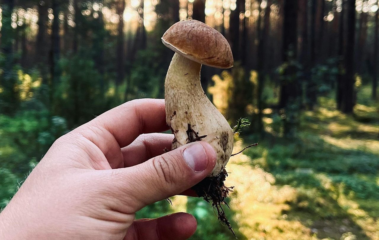 Kiedy wysyp grzybów w lasach? Eksperci wskazują datę