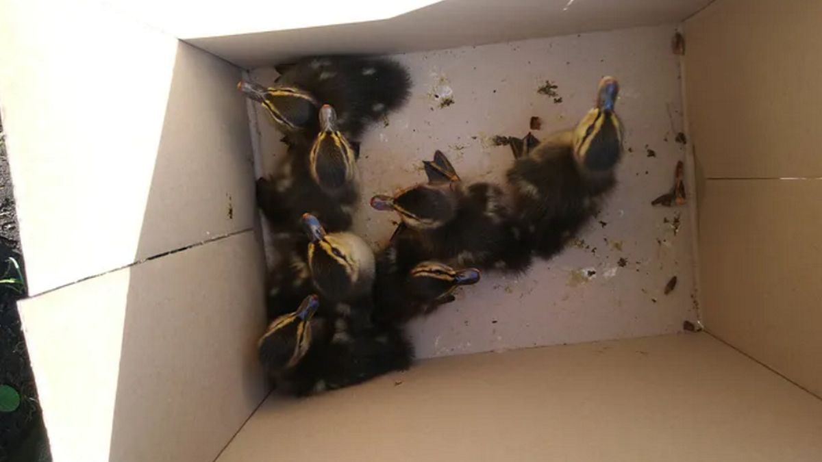 Kierowca audi miał umyślnie przejechać rodzinę kaczek na drodze. "Specjalnie dodałeś gazu" - relacjonuje świadek zdarzenia. 