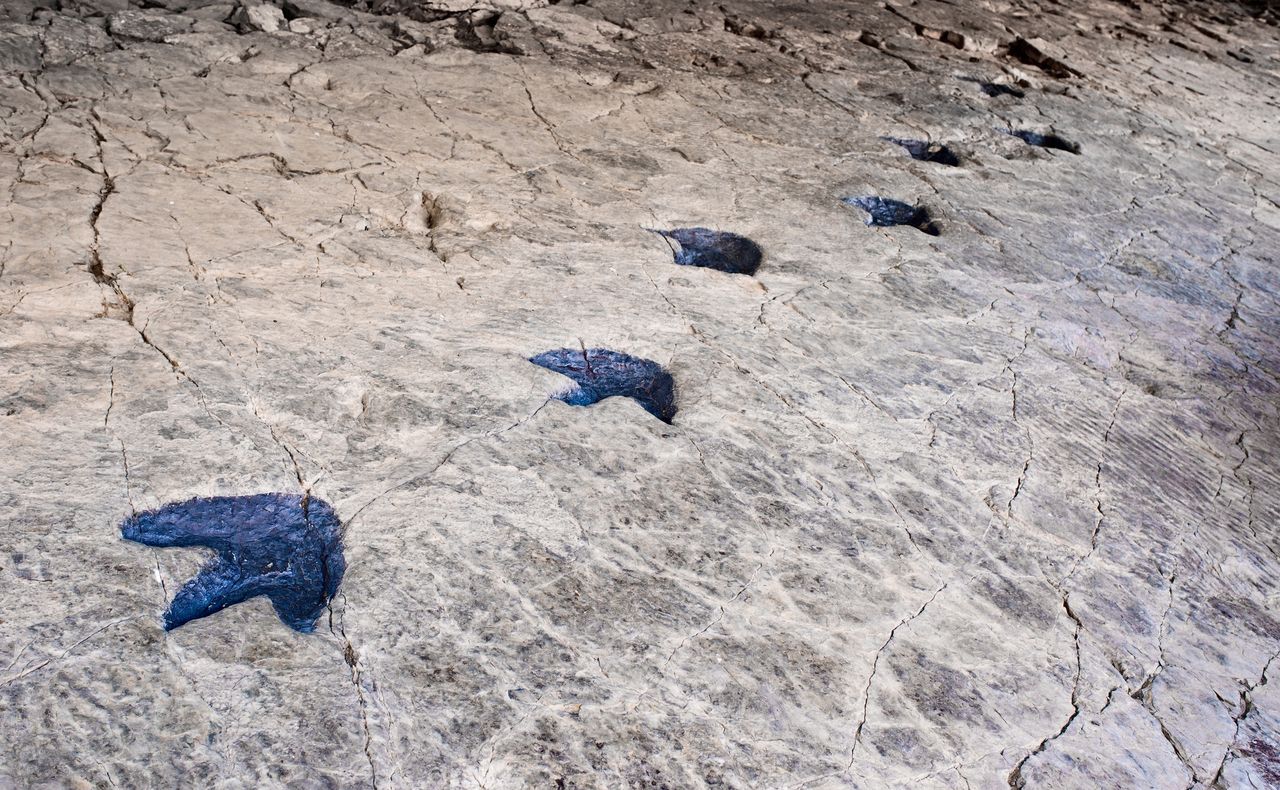 Dinosaur tracks found in Brazil and Cameroon rewrite Earth's history