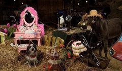 Nowy serial „Zgrana piątka” na antenie Boomeranga