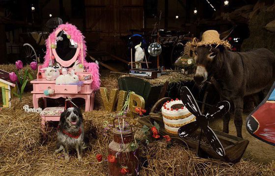 Nowy serial „Zgrana piątka” na antenie Boomeranga