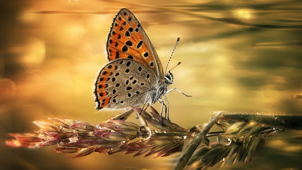 Warsztaty artystycznej fotografii przyrodniczej makro z Arkadiuszem Makowskim 1