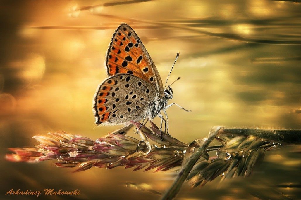 Warsztaty artystycznej fotografii przyrodniczej makro z Arkadiuszem Makowskim