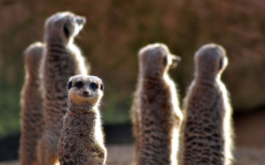 Konkurs Comedy Wildlife Photography Awards - fotografia dzikich zwierząt na wesoło 7