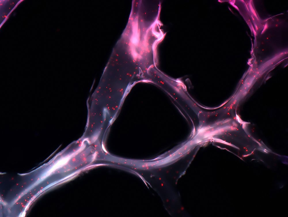 Najlepsze zdjęcia o tematyce biologicznej pokazują, że nauka też może być sztuką 5