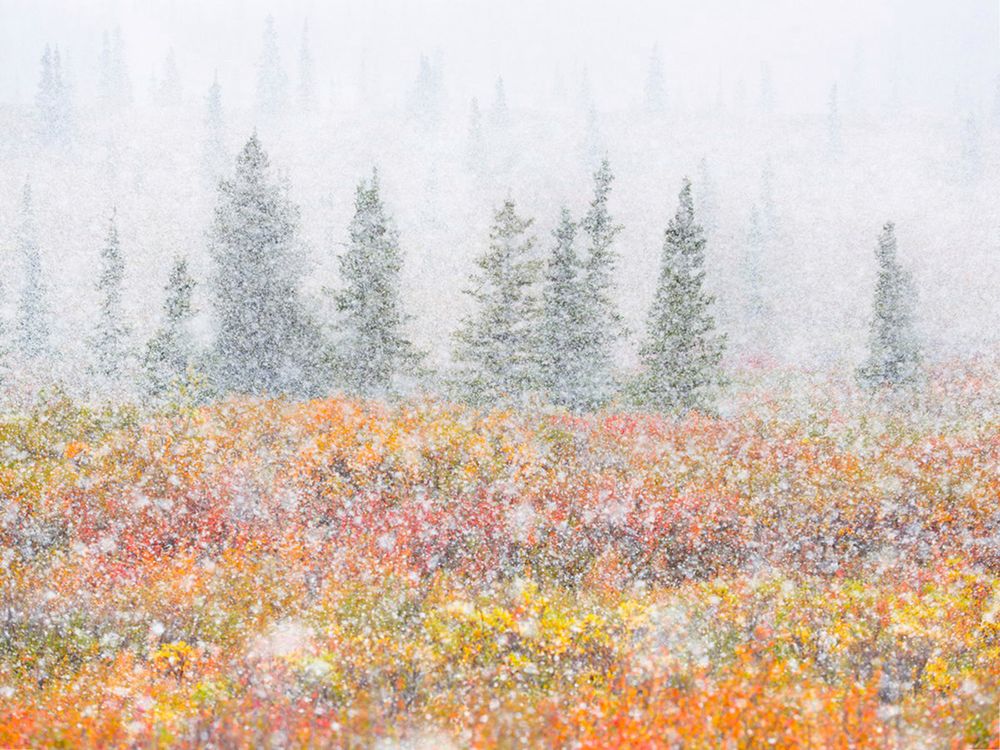 Zobaczcie najlepsze zdjęcia konkursu GDT European Wildlife Photographer of the Year 2016 18