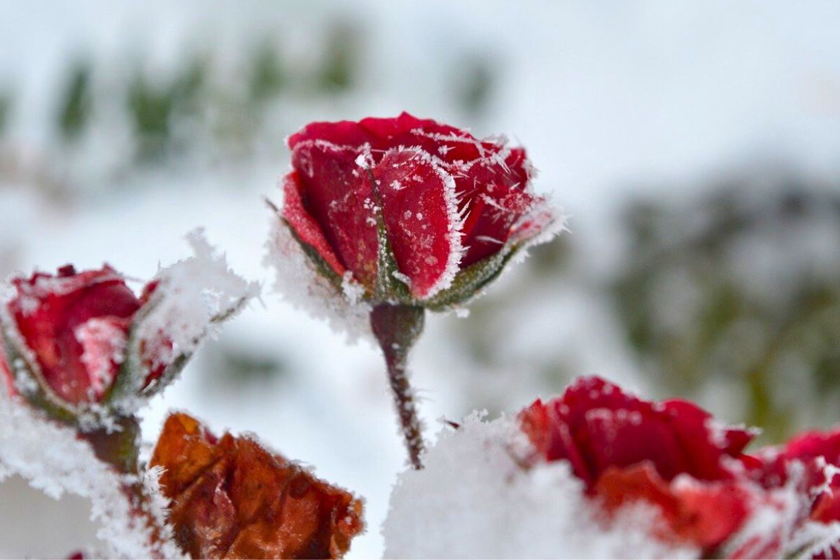 Niezabezpieczone róże na zimę źle zniosą mrozy 