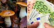 Znalazł kokainę wartą 50 tysięcy euro. Był w lesie na grzybach