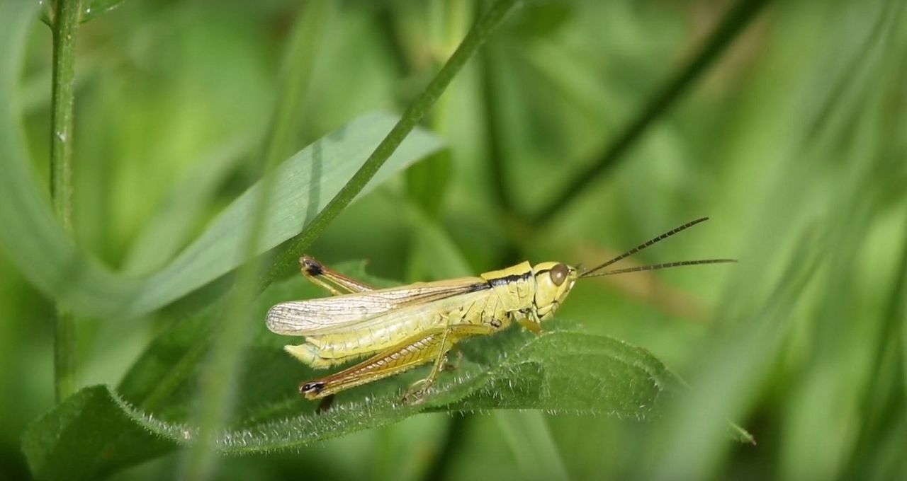 Naboczeń bagienny (Mecostethus parapleurus)