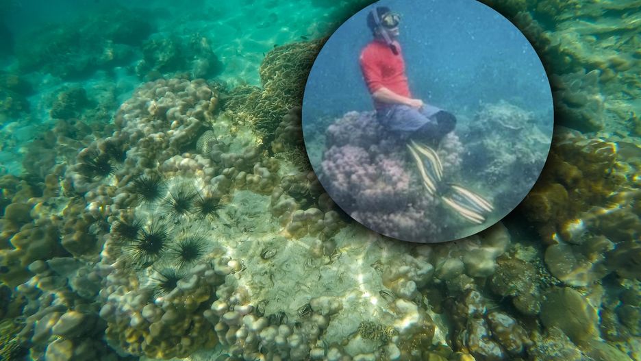 Mężczyzna twierdzi, że nie wiedział, iż usiadł na rafie 