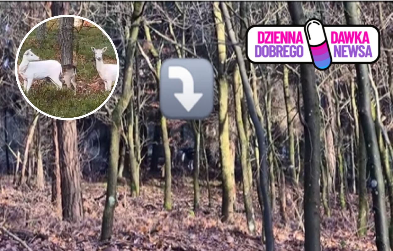 To rzadko spotykane okazy. Leśnicy pokazali nagranie