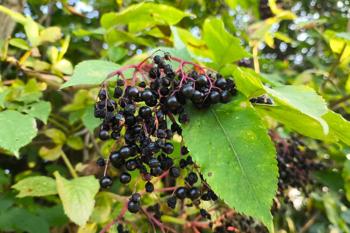 Czarny bez - Pyszności