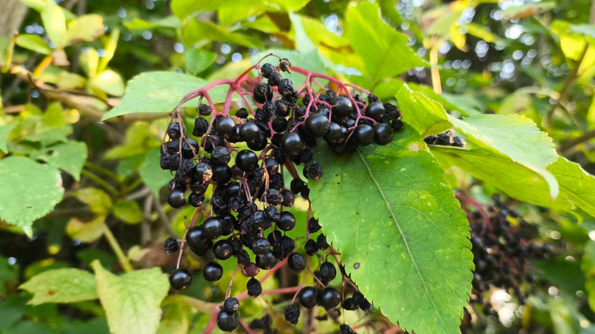 Czarny bez - Pyszności